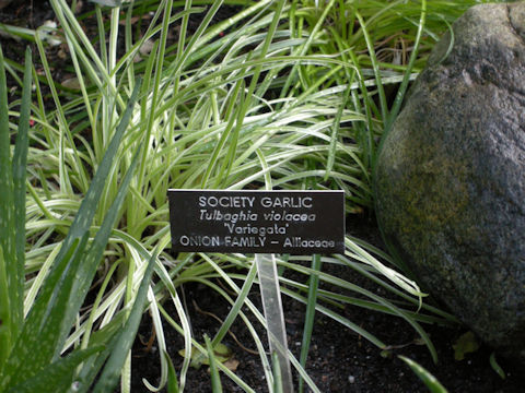 Tulbaghia violacea cv. Variegata