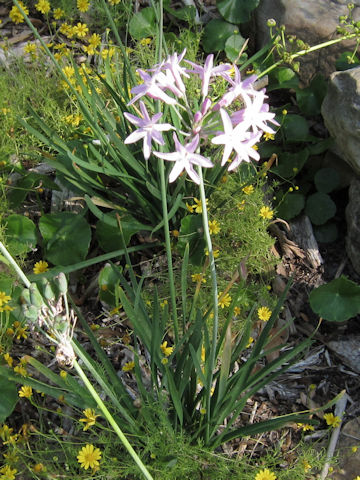 Tulbaghia violacea