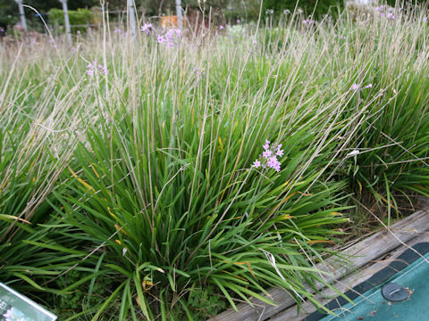 Tulbaghia violacea