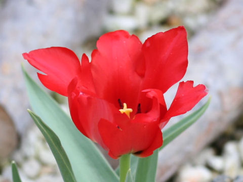 Tulipa vvedenskyi