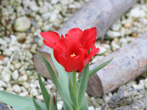 Tulipa vvedenskyi