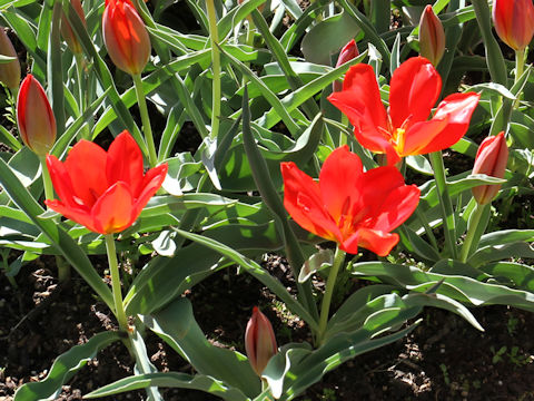 Tulipa vvedenskyi