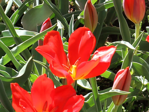 Tulipa vvedenskyi