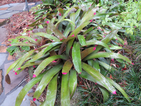 Neoregelia spectabilis