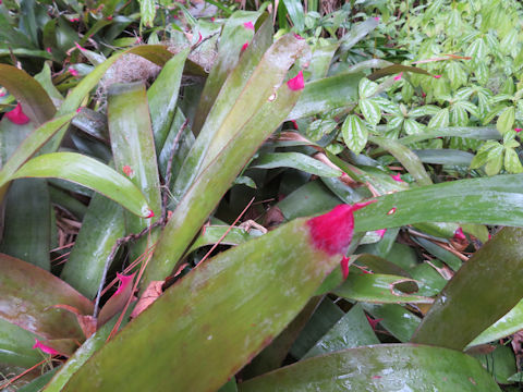 Neoregelia spectabilis