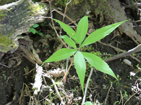 Arisaema maximowiczii