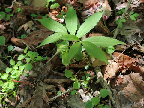 Arisaema maximowiczii