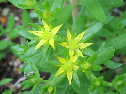 Sedum sarmentosum