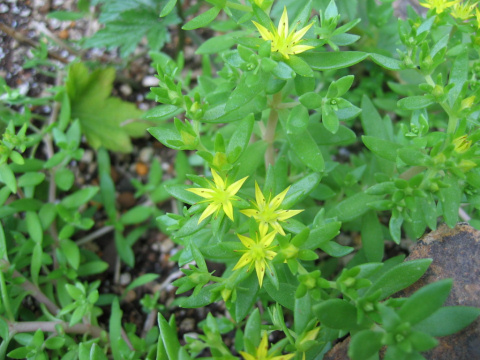 Sedum sarmentosum