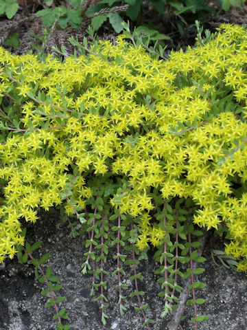 Sedum sarmentosum