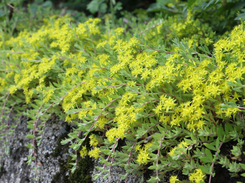 Sedum sarmentosum