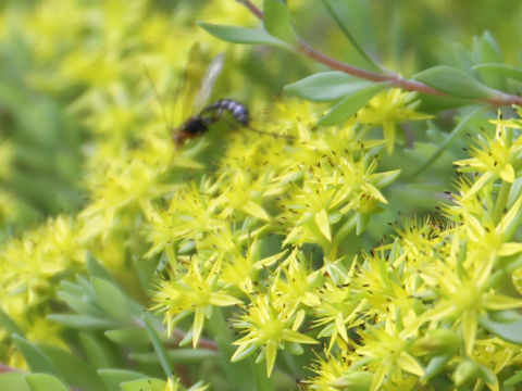 Sedum sarmentosum