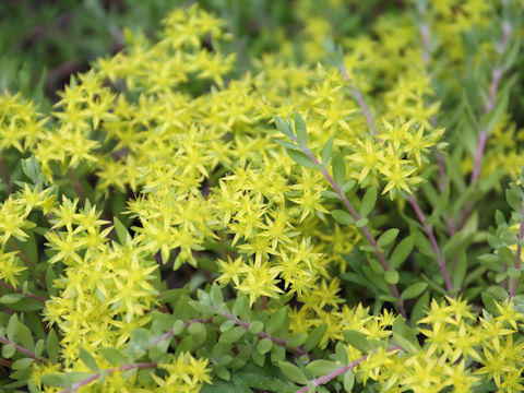 Sedum sarmentosum