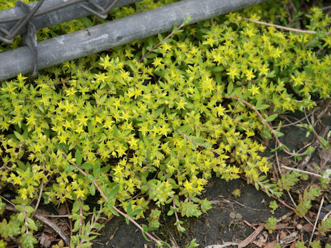 Sedum sarmentosum