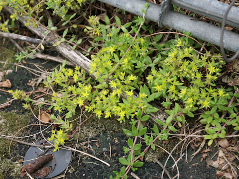 Sedum sarmentosum