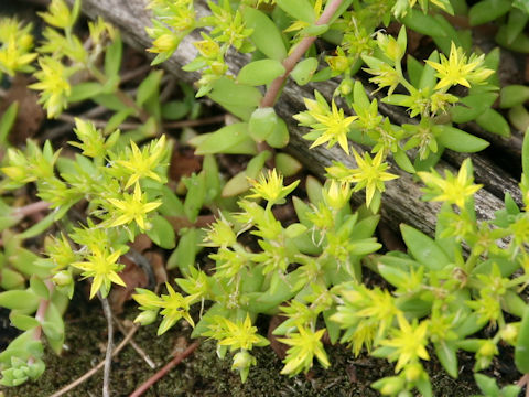 Sedum sarmentosum