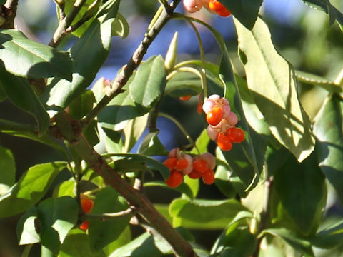 Euonymus fortunei