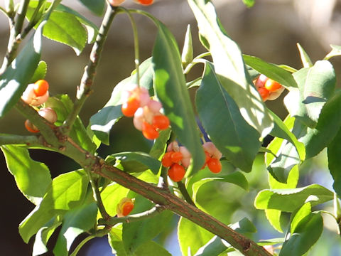 Euonymus fortunei