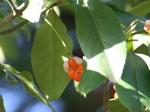 Euonymus fortunei