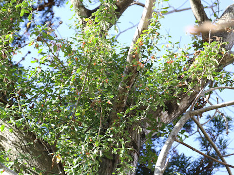 Euonymus fortunei