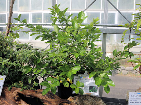Euonymus fortunei