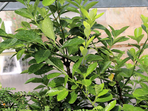 Euonymus fortunei