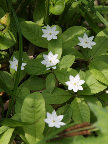 Trientalis europaea