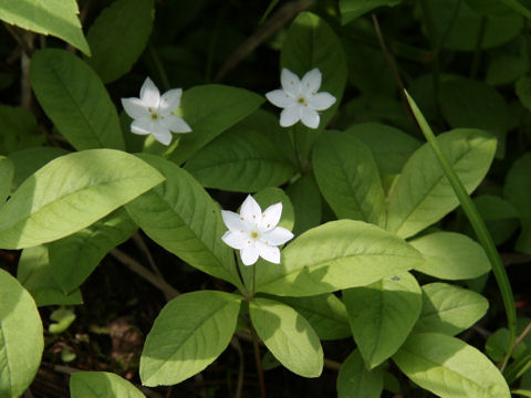 Trientalis europaea