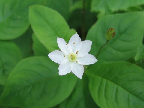 Trientalis europaea