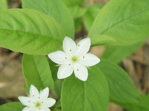 Trientalis europaea