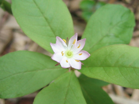 Trientalis europaea