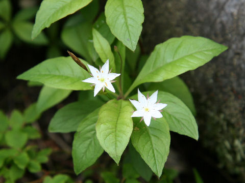 Trientalis europaea