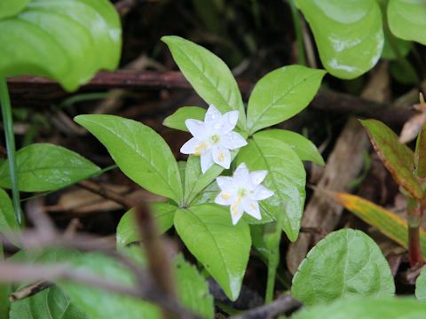 Trientalis europaea