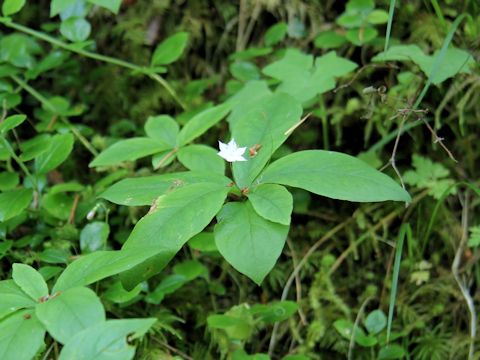 Trientalis europaea