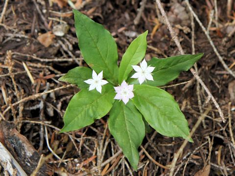 Trientalis europaea