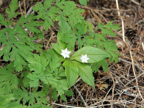 Trientalis europaea