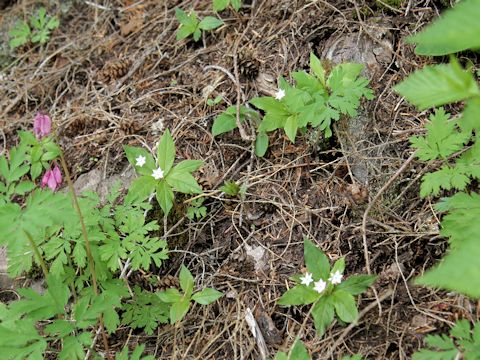 Trientalis europaea