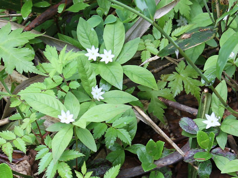 Trientalis europaea