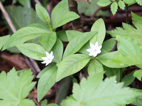 Trientalis europaea