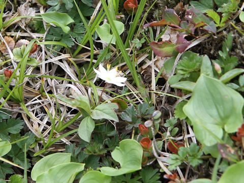 Trientalis europaea