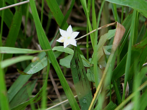 Trientalis europaea