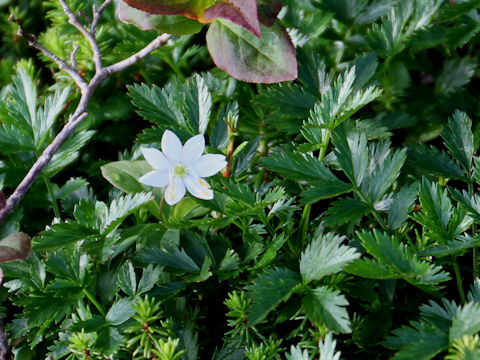 Trientalis europaea