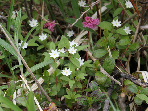 Trientalis europaea