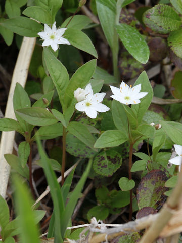 Trientalis europaea