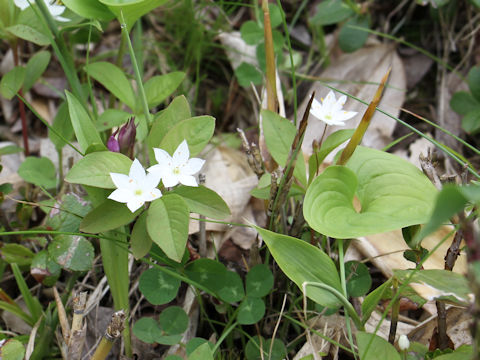 Trientalis europaea