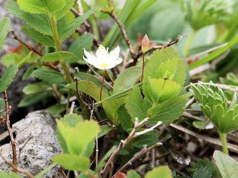 Trientalis europaea