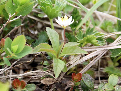 Trientalis europaea