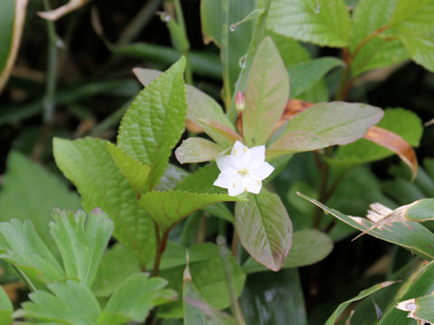 Trientalis europaea