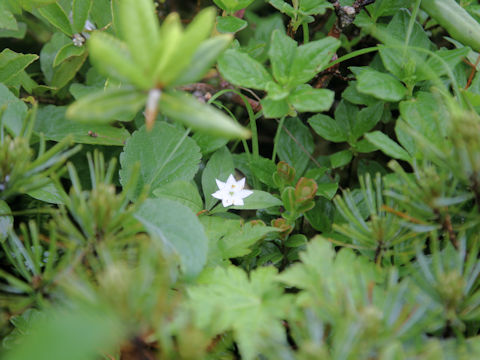 Trientalis europaea