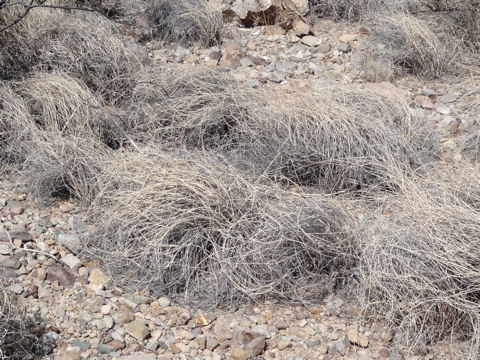 ウィード タンブル 西部劇で転がる植物「タンブルウィード」